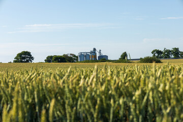 Golden grain fields stretch towards the horizon, with silos visible in the distance, indicating a thriving agricultural area © SMK