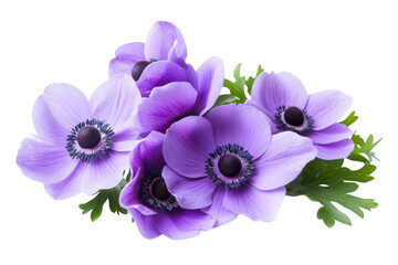 Obraz premium Delicate cluster of purple anemone flowers with green foliage isolated on transparent background