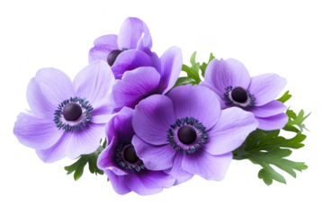 Delicate cluster of purple anemone flowers with green foliage isolated on transparent background