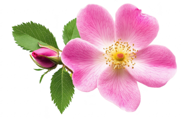 Delicate pink wild rose blossom with bud and green leaves isolated on transparent background