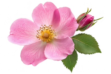 Delicate pink wild rose blossom with bud and green leaves isolated on transparent background