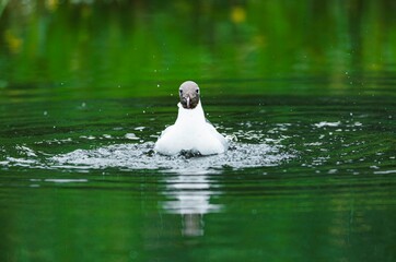 A Black-headed Gull floats in a tranquil green pond. Ripples gently expand outwards as the bird seemingly bathes, its reflection faintly mirroring in the calm water