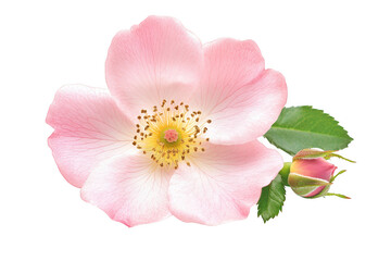Fototapeta premium Delicate pale pink wild rose blossom with bud and green leaves isolated on transparent background