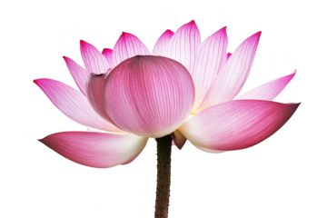 Delicate pink water lily bloom with vibrant petals and subtle gradient isolated on transparent background