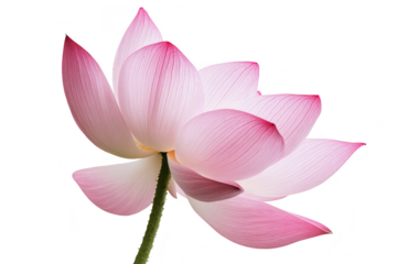 Delicate pink lotus flower with petals gently unfolding in soft light isolated on transparent background