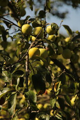 apples on the tree
