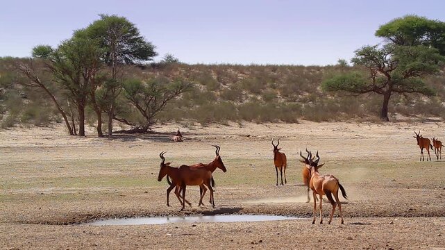 Small group of Hartebeest walkiing to waterhole in Kgalagadi transfrontier park, South Africa; specie Alcelaphus buselaphus family of Bovidae