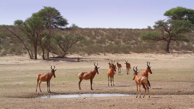 Small group of Hartebeest walkiing to waterhole in Kgalagadi transfrontier park, South Africa; specie Alcelaphus buselaphus family of Bovidae