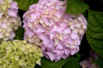 Pink and Blue Mophead Hydrangea macrophylla Endless Summer in flower.