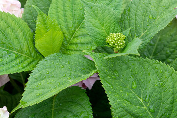 Pink and Blue Mophead Hydrangea macrophylla Endless Summer in flower.