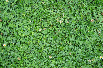 Green grass texture. Field of green grass, a lawn in spring. Background of color grass. Nature Wallpaper.