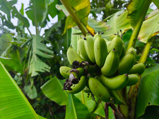 Green Banana on Tree