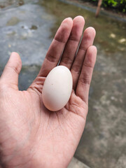 White Egg on Hand