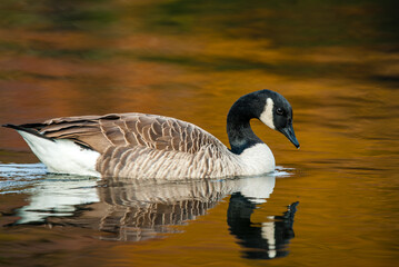 Obraz premium Canada Goose swimming on calm pond in autumn with reflection in golden water