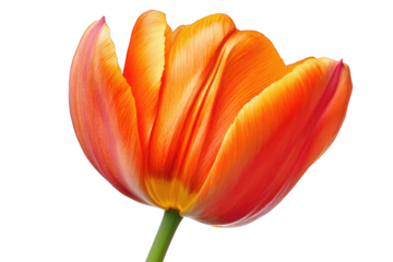 Vibrant orange tulip bloom with delicate petals and green stem isolated on transparent background