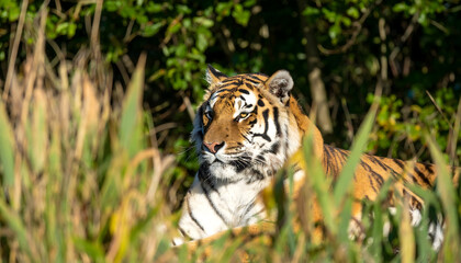 Fototapeta premium Majestic Tiger Resting in Lush Green Grass Surrounded by Vibrant Foliage in Natural Sunlight