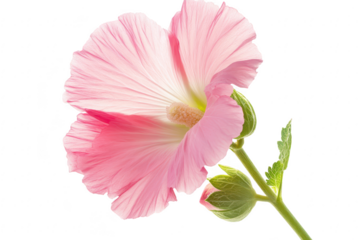 Delicate pink petals unfurling on a sturdy stem with green leaves isolated on transparent background