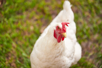 Backyard chickens to offset the high cost of eggs in America!