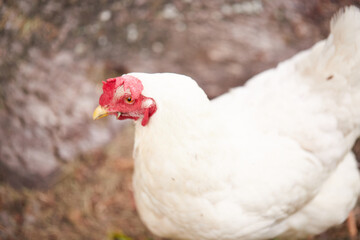 Backyard chickens to offset the high cost of eggs in America!