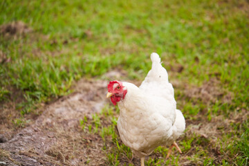 Backyard chickens to offset the high cost of eggs in America!