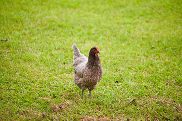 Backyard chickens to offset the high cost of eggs in America!
