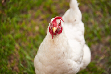 Backyard chickens to offset the high cost of eggs in America!