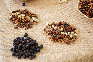 Coffee beans showing various stages of roasting from raw