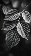 Close-up of textured leaves showcasing intricate details in black and white photography during a serene natural setting