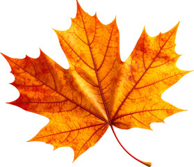 Fototapeta premium 3D Autumn Leaf Render with Transparent Background
