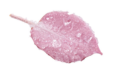 Fototapeta premium Pink leaf covered with ice crystals on the transparent background highlighting frost nature and winter texture