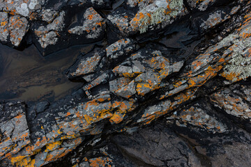 Close-up of Irish coastal rocks covered in vibrant orange lichen and seaweed. Natural texture showing marine life and geological formations by the ocean.