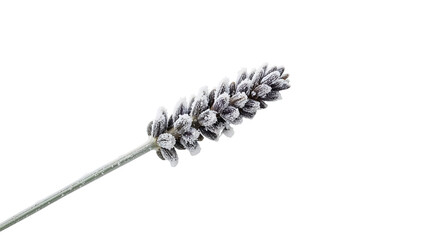 Lavender covered with frost isolated on the transparent background, closeup winter plant, frozen flower, nature minimalism, cold season concept
