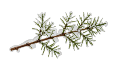 Thuja branch covered in ice and snow isolated on the transparent background highlighting winter nature and evergreen foliage