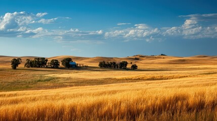Obraz premium Scenic View of Golden Wheat Fields Under a Blue Sky