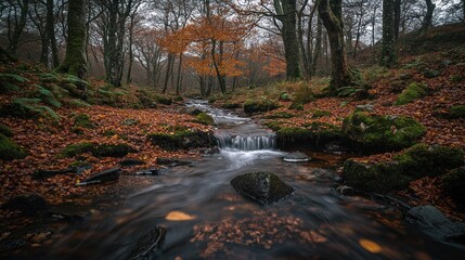 Autumnal forest stream, misty woods