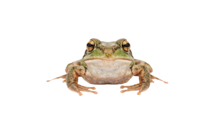 Closeup green frog facing camera on the transparent background, amphibian portrait, nature, wildlife, animal, macro, isolated, detailed texture