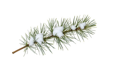 Green pine branch covered with fresh snow isolated on the transparent background, winter forest nature, holiday decoration, seasonal evergreen detail