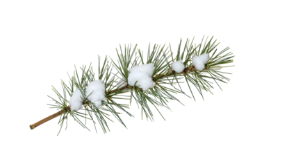 Green pine branch covered with fresh snow isolated on the transparent background, winter forest nature, holiday decoration, seasonal evergreen detail