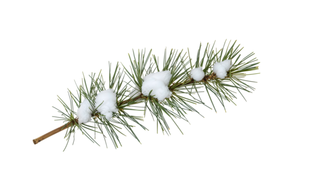 Green pine branch covered with fresh snow isolated on the transparent background, winter forest nature, holiday decoration, seasonal evergreen detail