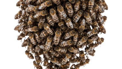 Cluster of honey bees forming a swarm on the transparent background, closeup detail of insect colony behavior, nature, pollinators, teamwork