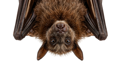Closeup portrait of a fruit bat hanging upside down isolated on the transparent background, detailed face, wide eyes, wildlife mammal