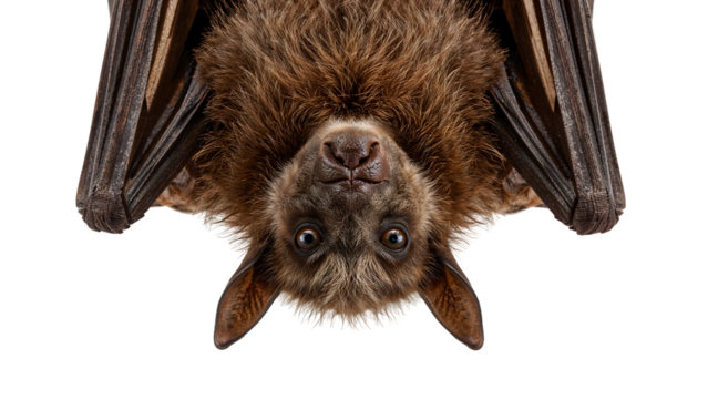 Closeup portrait of a fruit bat hanging upside down isolated on the transparent background, detailed face, wide eyes, wildlife mammal