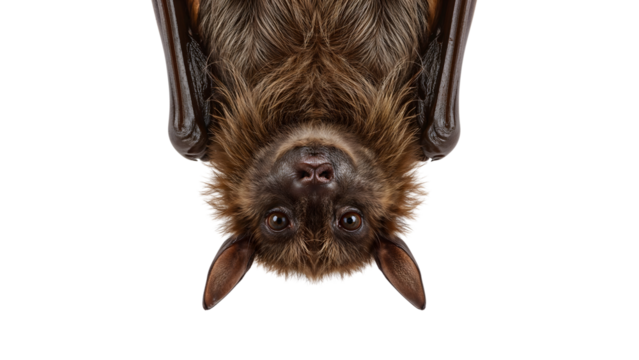 Closeup of brown fruit bat hanging upside down on the transparent background, detailed face and fur texture, wildlife mammal nature