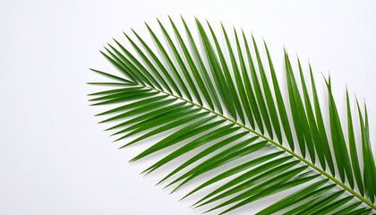 Obraz premium Green Palm Leaf on White Background