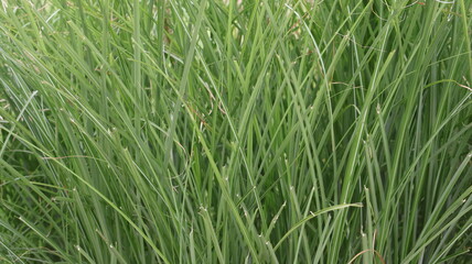green grass texture