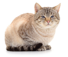 Blue-eyed domestic cat sitting on white background
