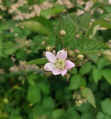 blackberry blossom