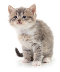 Adorable fluffy kitten standing on white background