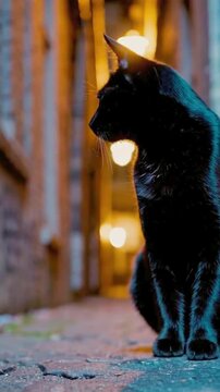 Halloween Black Cat Lurking at Night