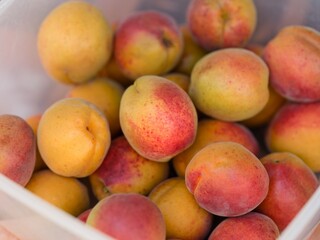 Close-up shot of ripe apricots in a plastic container.
